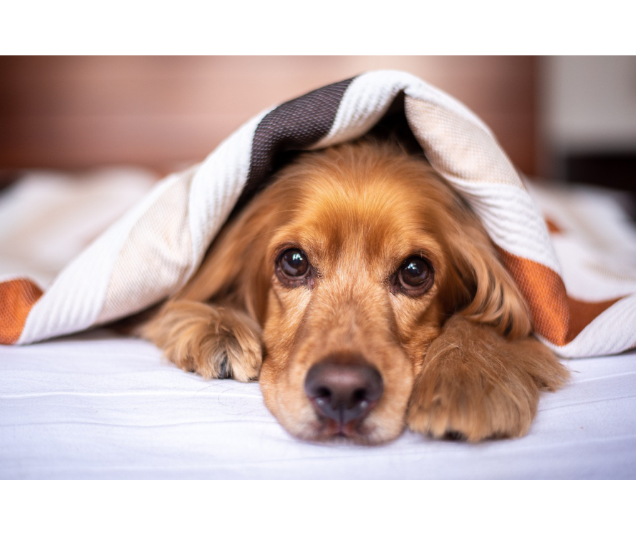 Jak mata chłodząca dla psa zapewnia ulgę podczas upałów?